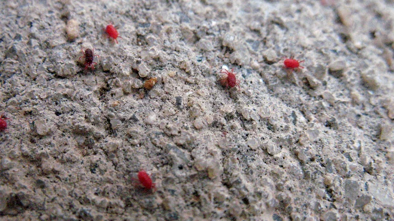 Clover mites in the house