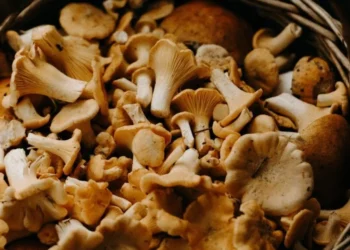 The Art of Growing Exquisite Edible Mushrooms at Home