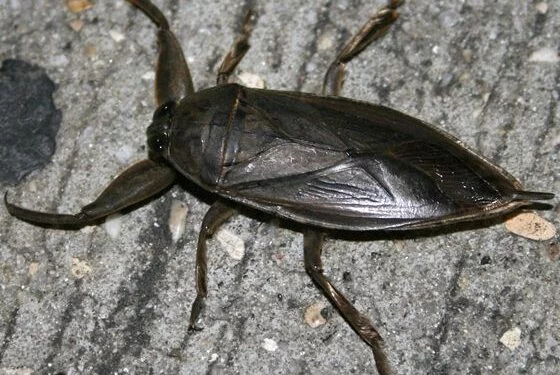 Lethocerus Medius