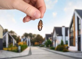 Pest-Proof Your Home