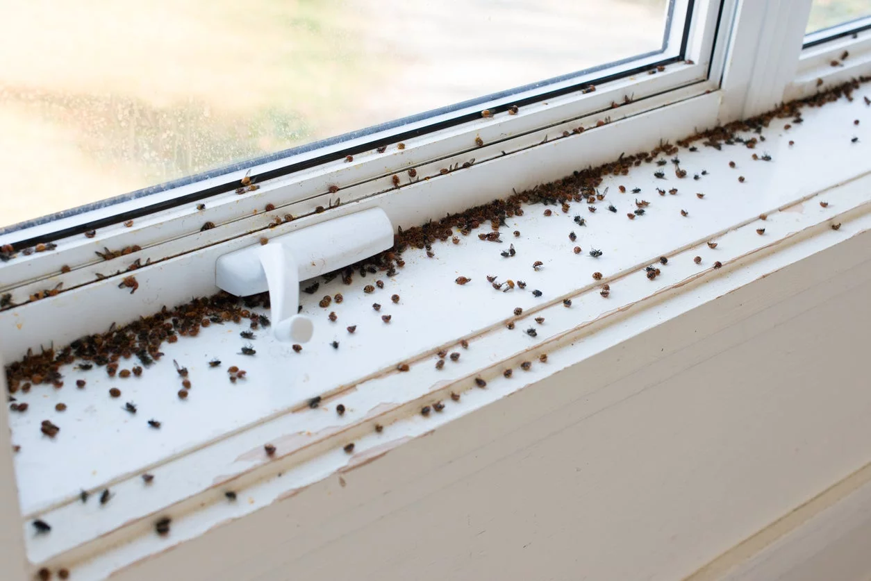 Tiny Black Bugs In Houses Near Windows