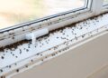 Tiny Black Bugs in House Near Window