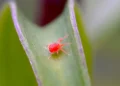 Tiny red bugs