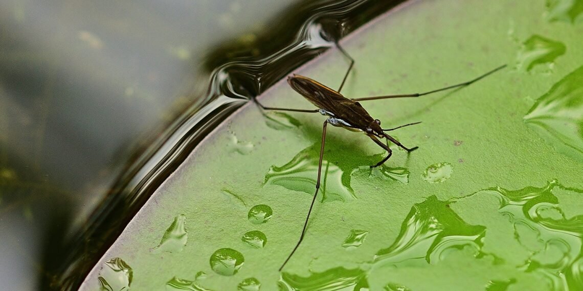 Waterbug