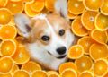 can dogs eat oranges- pets
