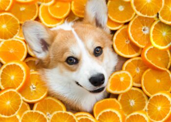 can dogs eat oranges- pets