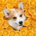 can dogs eat oranges- pets