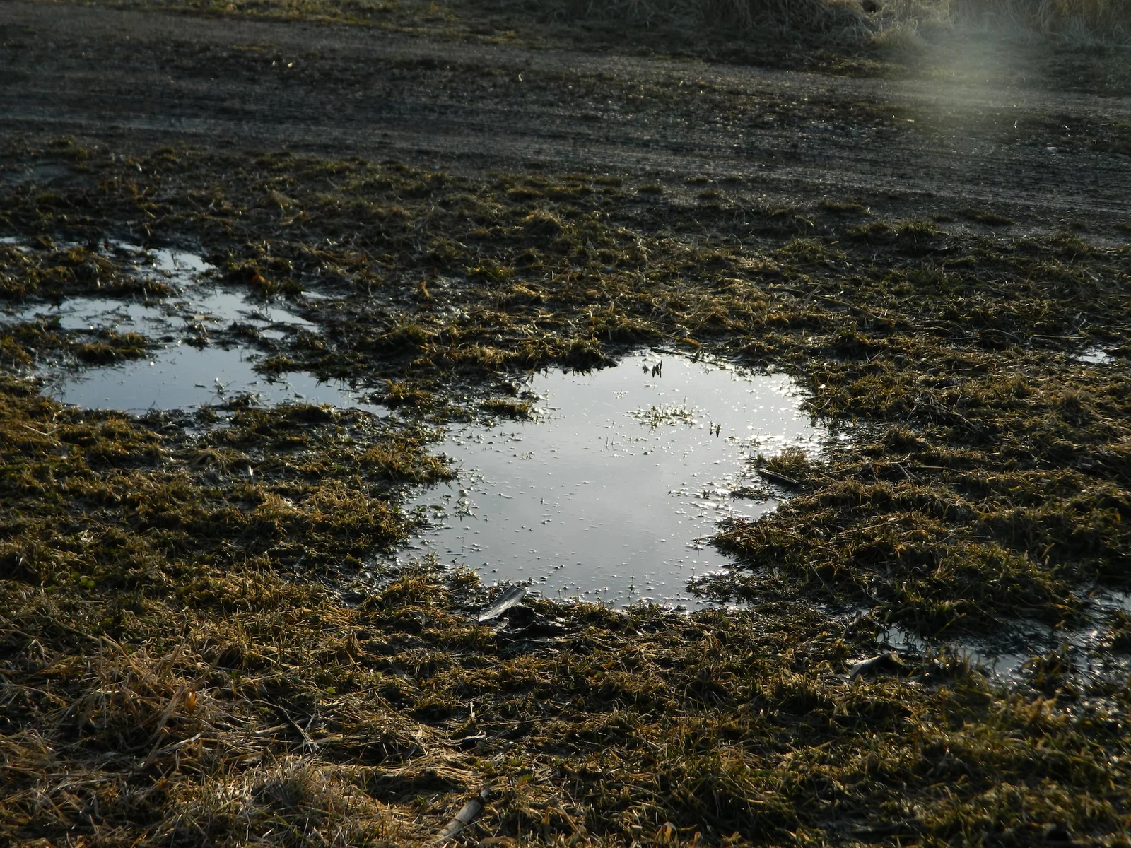 Puddle of water in the yard