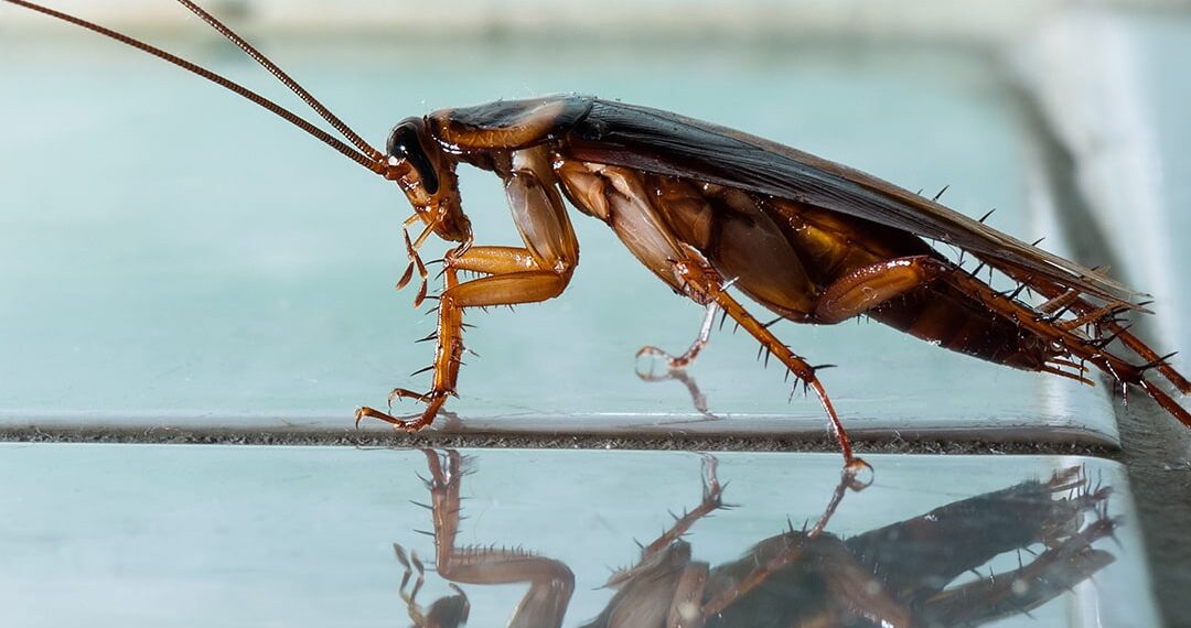 roach larvae in house