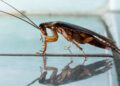 roach larvae in house