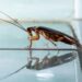 roach larvae in house