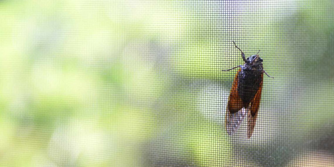 Pest-Proof Your Home