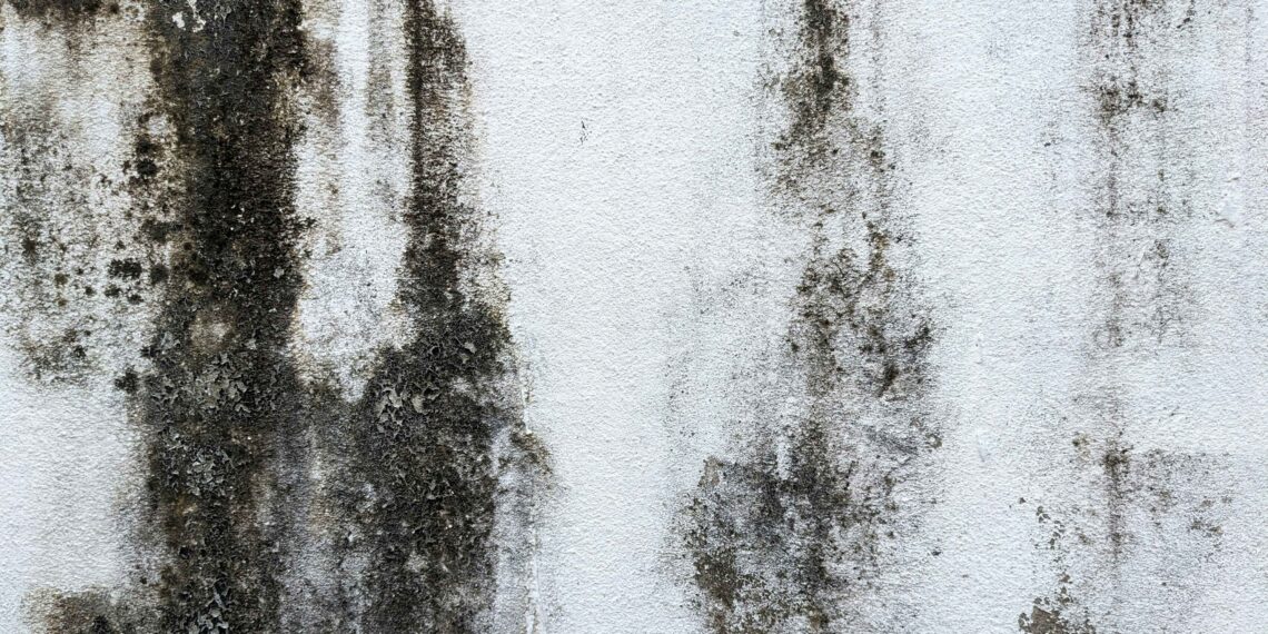Black Mold Growth on the Wall