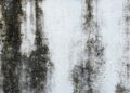 Black Mold Growth on the Wall