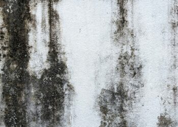 Black Mold Growth on the Wall