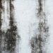 Black Mold Growth on the Wall