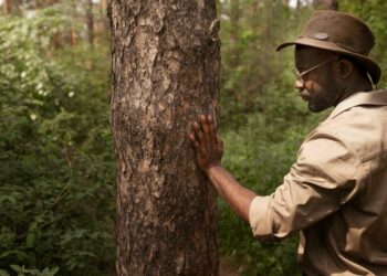 Side view forest warden looking at tree for tree removal